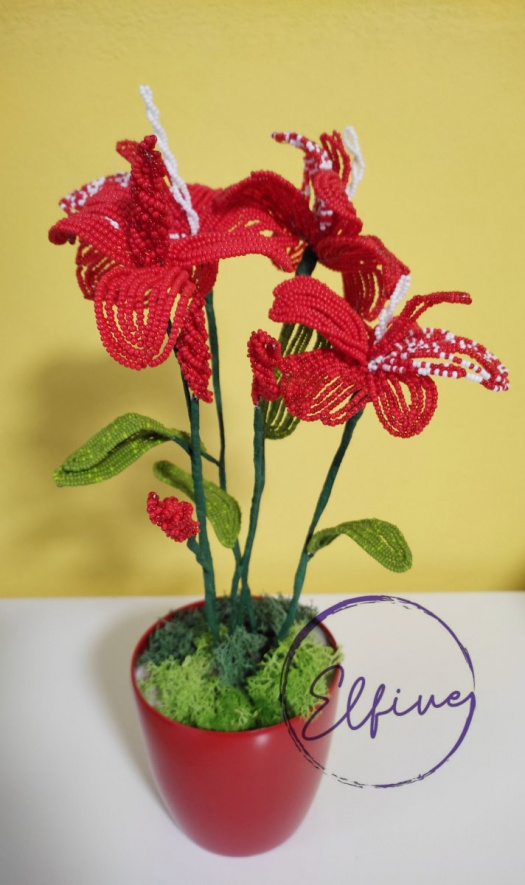 červená orchidej