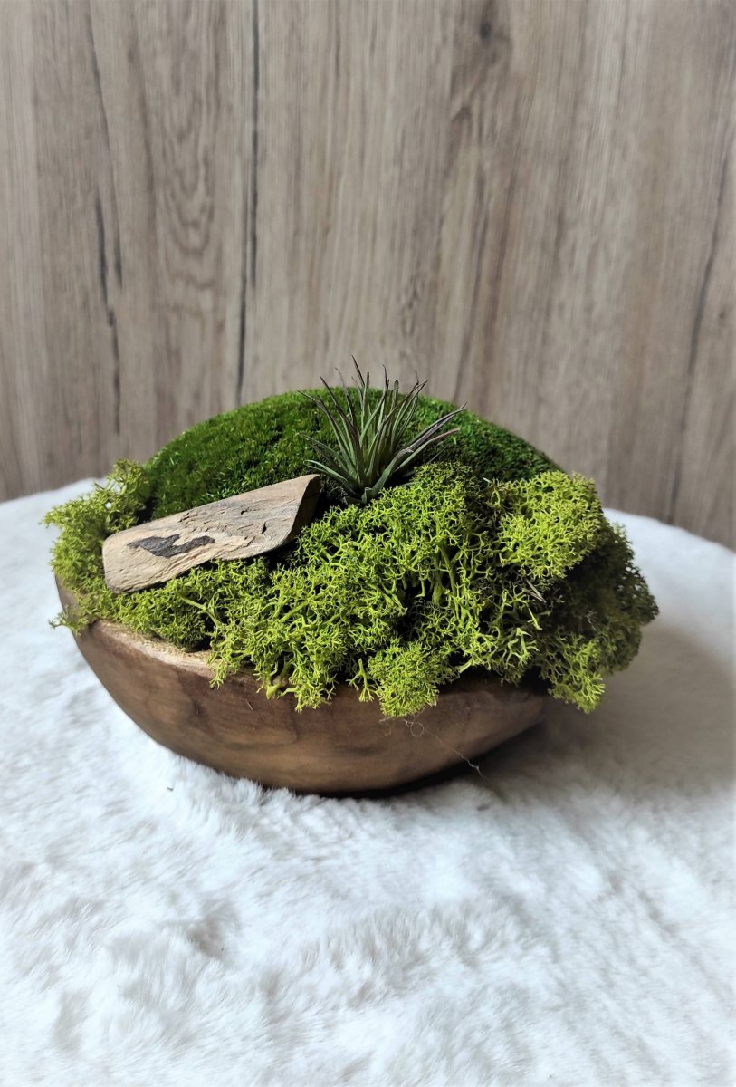 Mechová dekorace v teakové misce