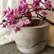 Betonový květináč na orchidej