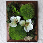 Mechový obrázek s čemeřicí