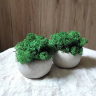 Mechová dekorace v květináčku 3