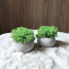 Mechová dekorace mini 2