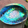 Abalone paua obrovská mušle přírodní dekorace  13x10 cm Nový Zéland