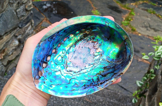 Abalone paua obrovská mušle přírodní dekorace  13x10 cm Nový Zéland