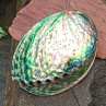 Abalone paua obrovská mušle přírodní dekorace  13x10 cm Nový Zéland