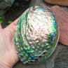 Abalone paua obrovská mušle přírodní dekorace  13x10 cm Nový Zéland