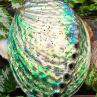 Abalone paua obrovská mušle přírodní dekorace  13x10 cm Nový Zéland