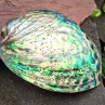 Abalone paua obrovská mušle přírodní dekorace  13x10 cm Nový Zéland