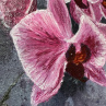 Orchidej