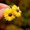 Žluté kopretiny 2,5 cm