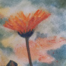 Obraz akvarel originál Calendula