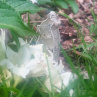 Vlčí Ochránce - šamanský talisman spirituálního průvodce