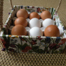 Stojan na dochucovadla/košík na 9 vajec - kytky