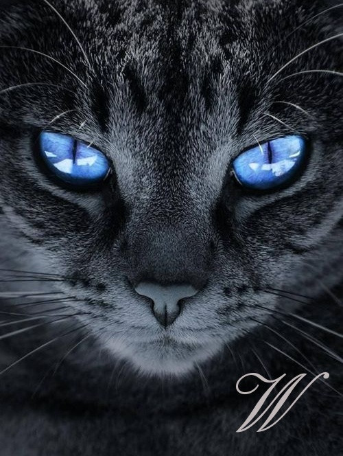 Patchwork - bavlněný panel tištěný - č. 2207