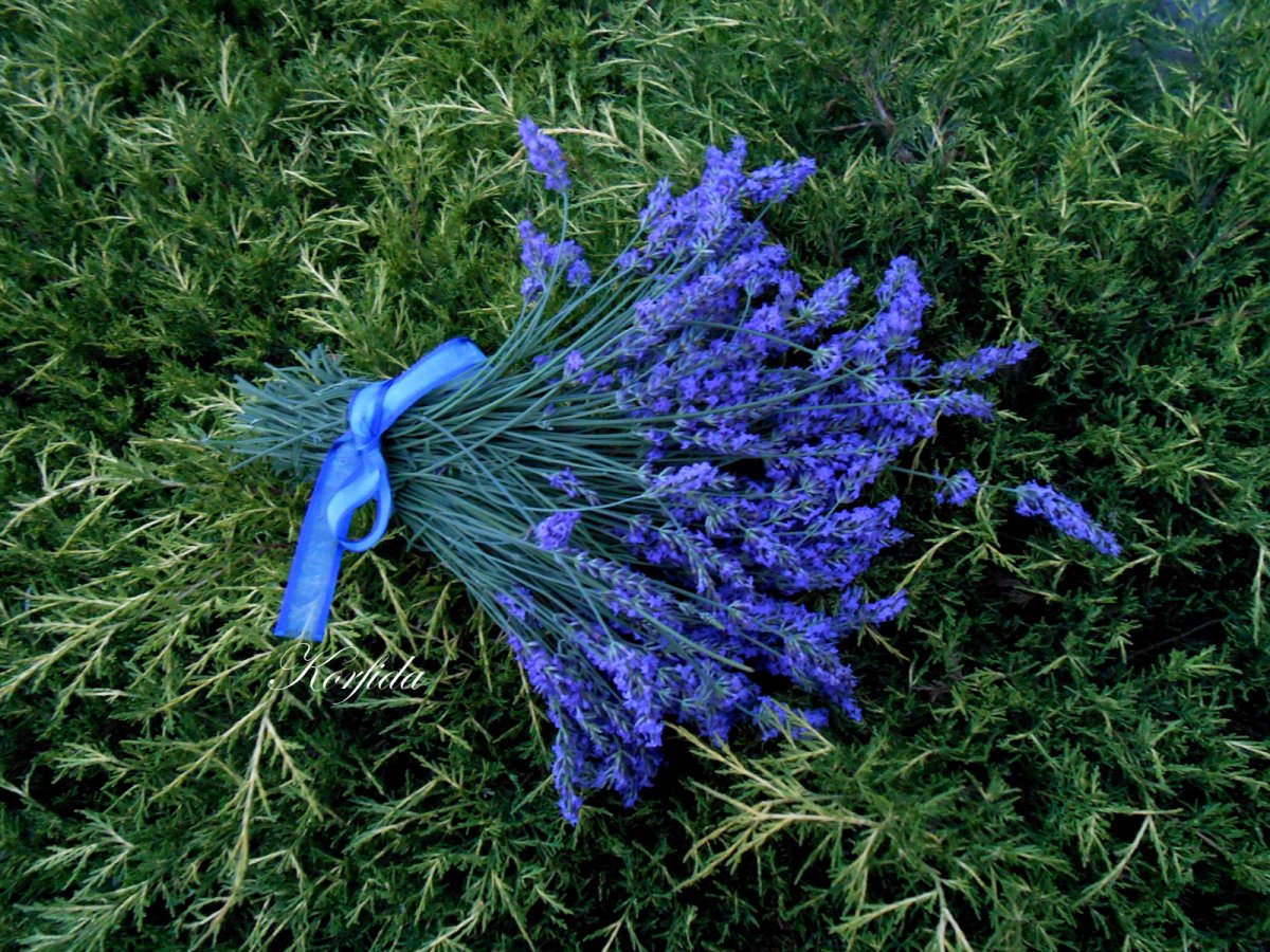 Svazek čerstvé levandule 596/16