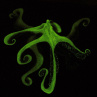 luminiscenční chobotnice se zlatým okem :)