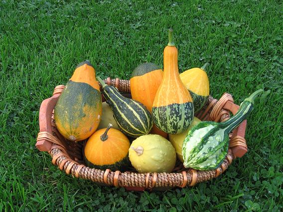 košík plný okrasných dýní