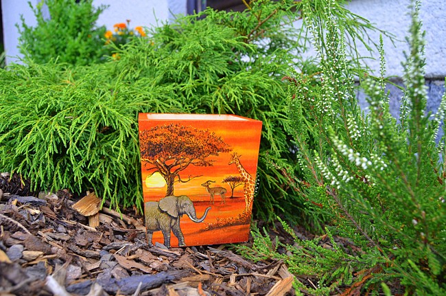 Vařečkovník afrika