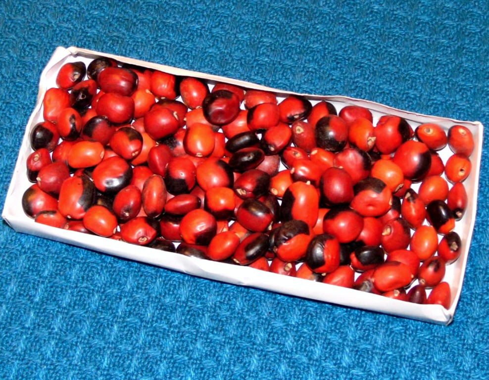 Semínka huayruro velká 4 ks