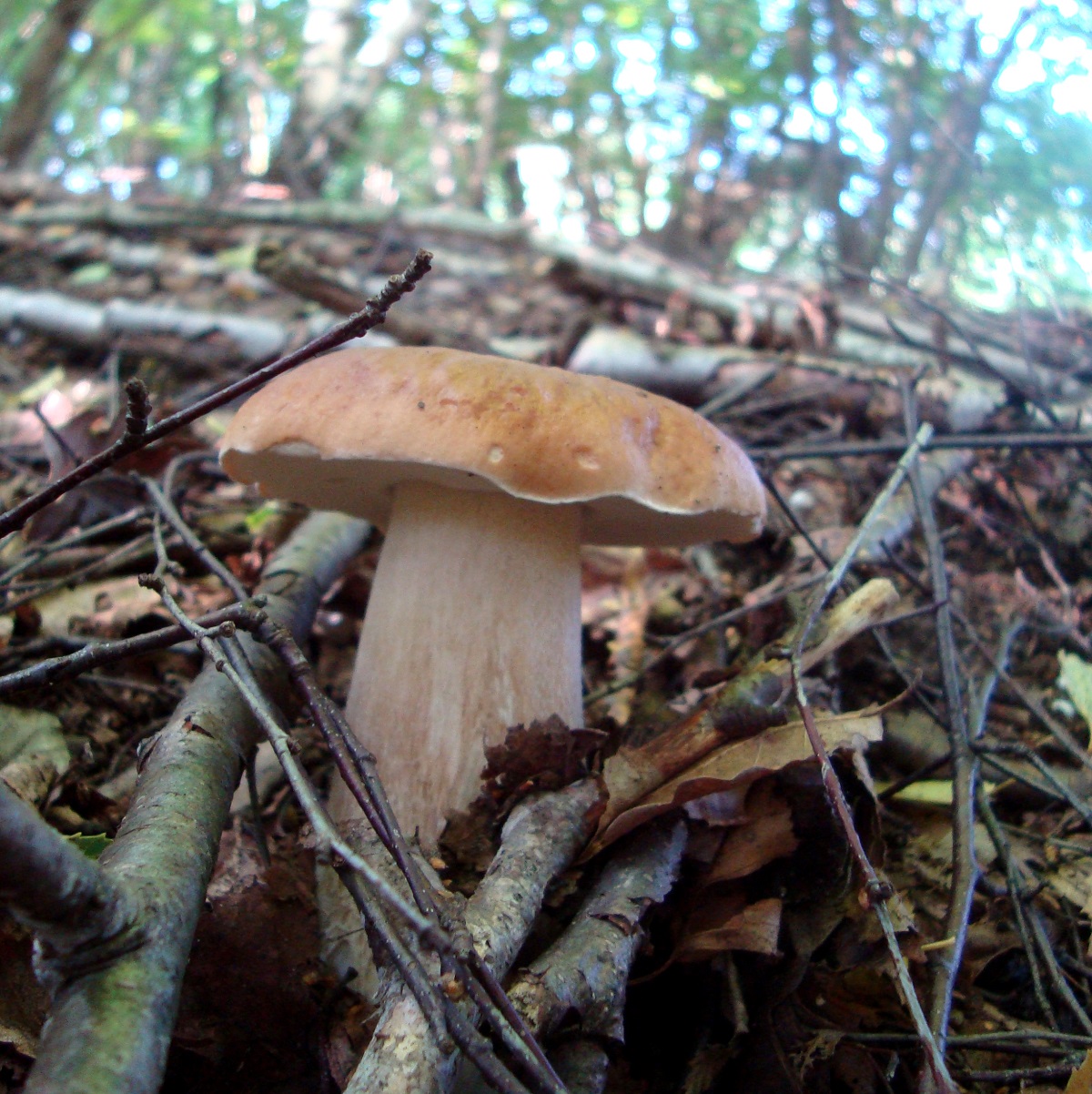 Sušené pravé hřiby - 50g - s on-line receptem na houbového kubu :-)