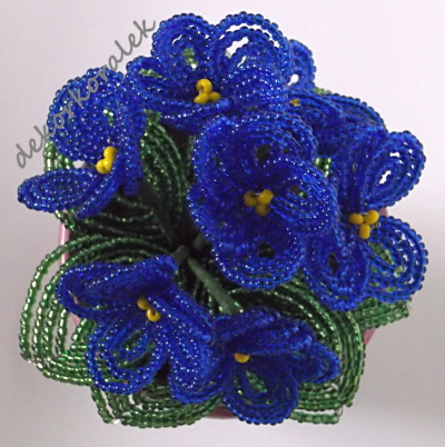 Modrá fialka 7 květů