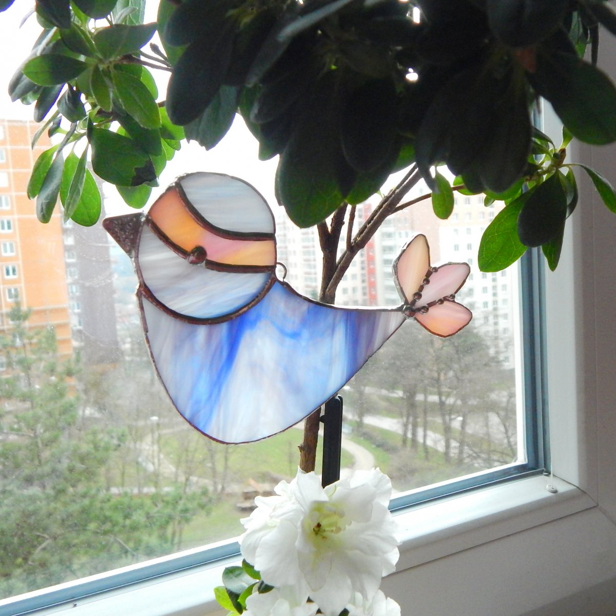 Ptačí svět - bleděmodrá