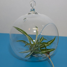 AERÁRIUM - závěsný skleníček s rovným dnem 12 cm