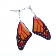 Motýlí křídla - monarcha