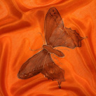 Oranžový motýlový šál 