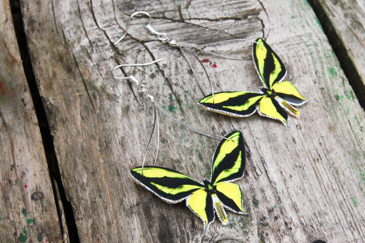 Ornithoptera Paradisea