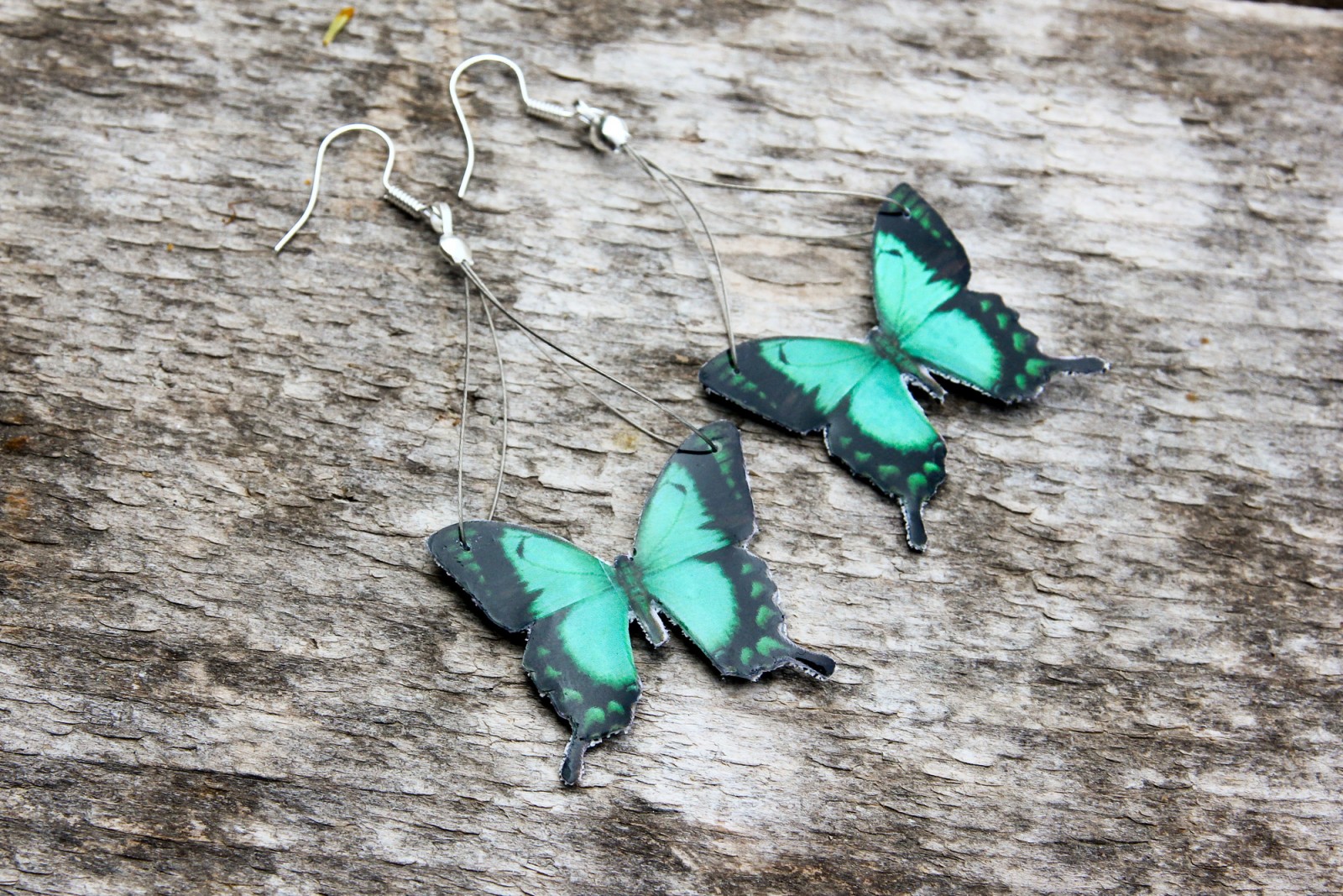 Papilio Lorquinianus Albertisi