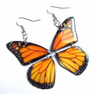 Motýlí křídla - monarcha