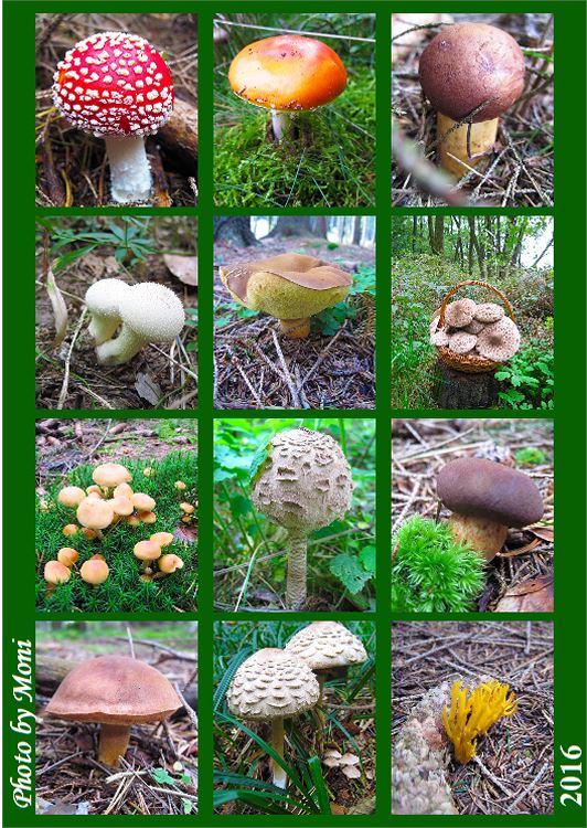 Měsíční kalendář houby 2016  