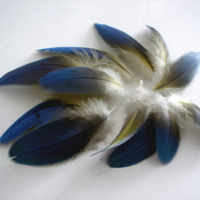 Modrá peříčka Ary ararauny