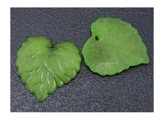 Lístek 15x15x2 mm - 5ks