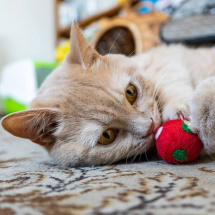Červená puntíkatá kulička pro kočku s kozlíkem