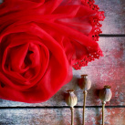 O lásce šeptají - průhledný červený šál