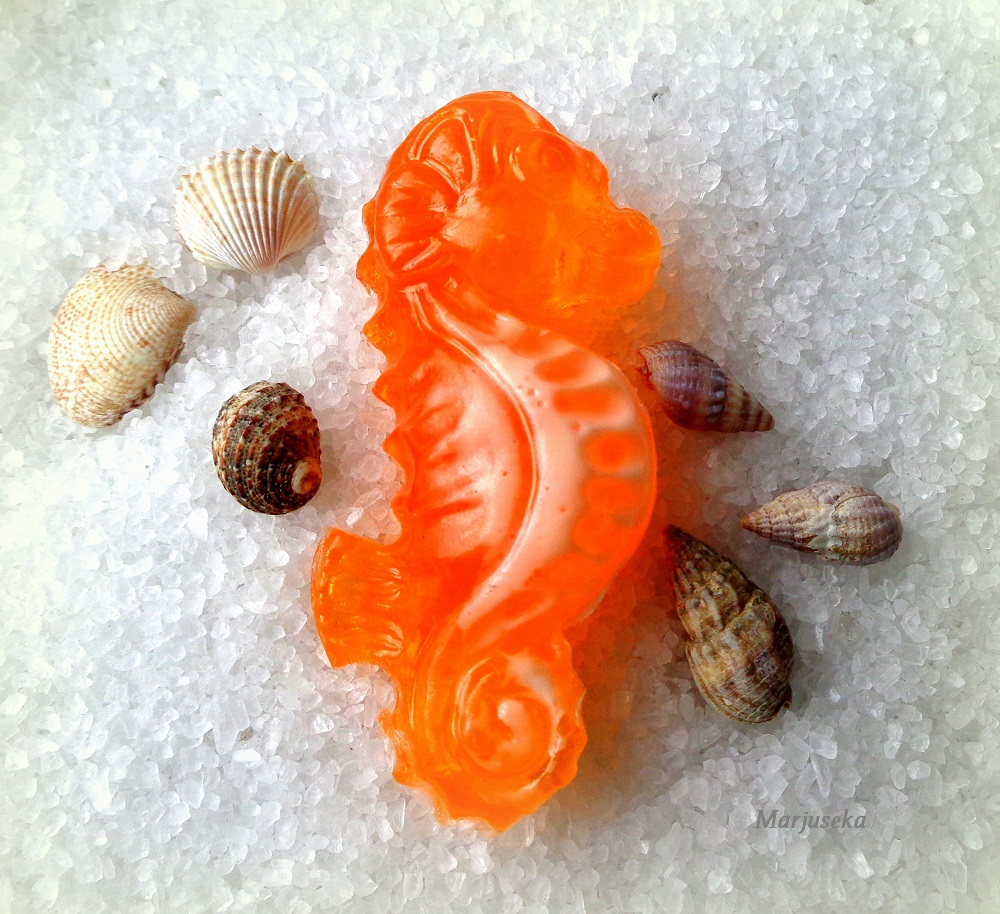 ZOO - Mořský koník