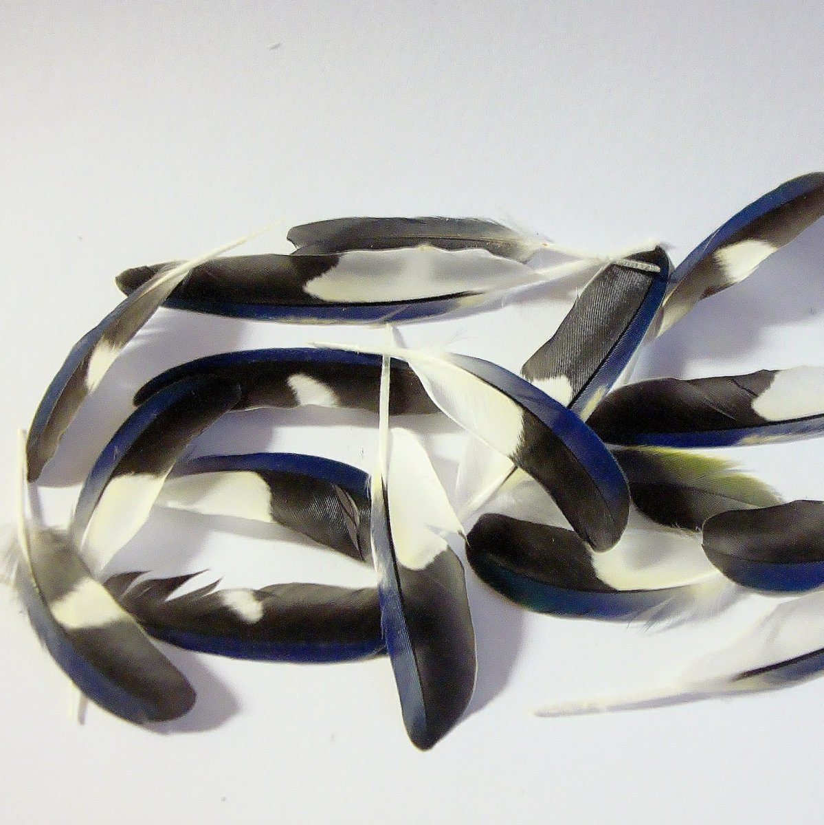 Papouší peříčka 6 kusů