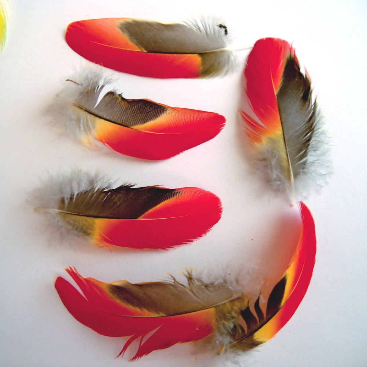 Papouščí peříčka 6 KUSŮ