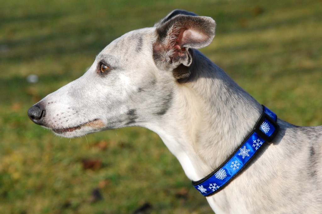 Obojek klasický - modrý, vločka