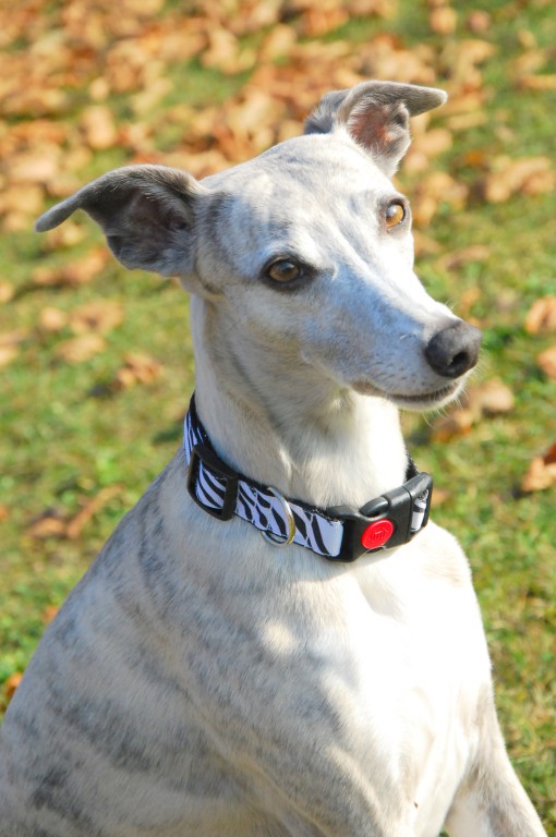 Obojek s pojistkou - zebra