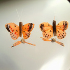 Motýl Oranžásek