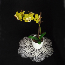 Orchidejka...žlutozelená