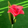 tulipán - nylonový květ