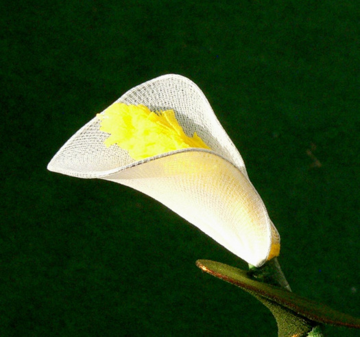 kala - nylonový květ
