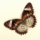 brošňa - motýlik
