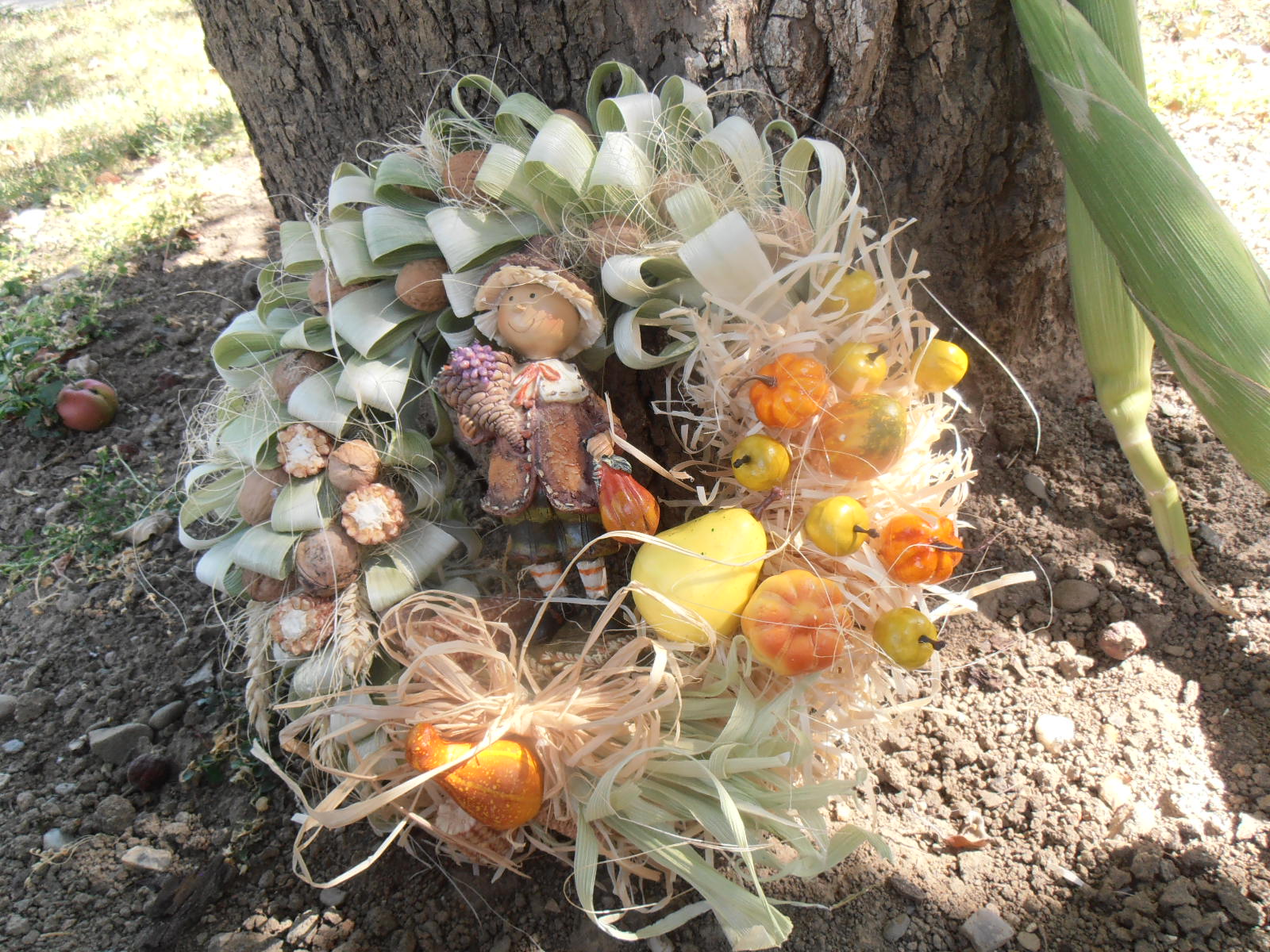 Farmář hledá ,,,kukuřici