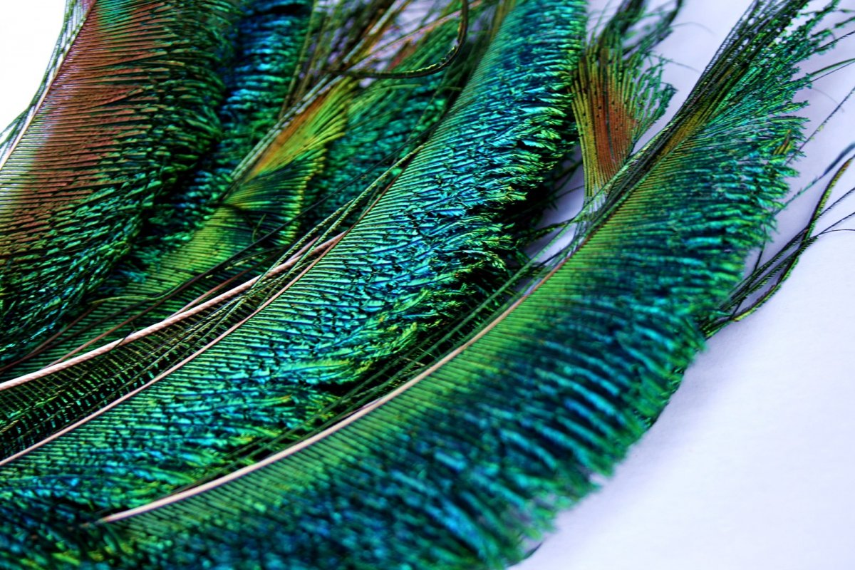 Peří z páva- zelenomodré mečíky