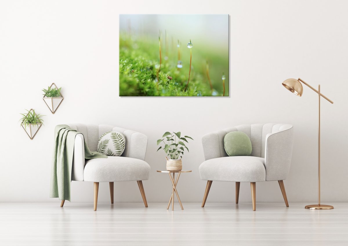 Ranní mlhou (Fotoobraz 60x45 cm)